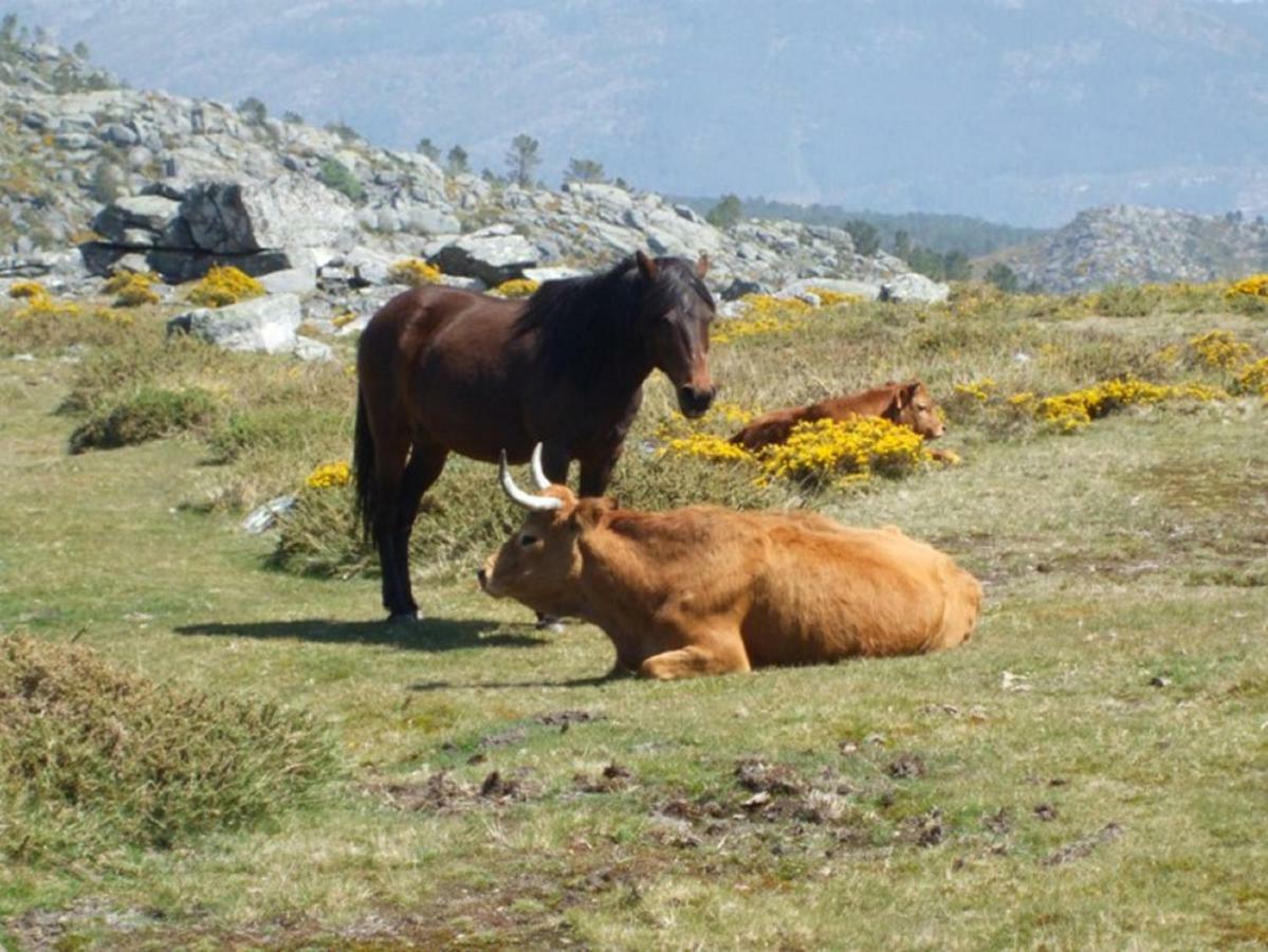 Quinta Da Costeira Villa Sever do Vouga Dış mekan fotoğraf